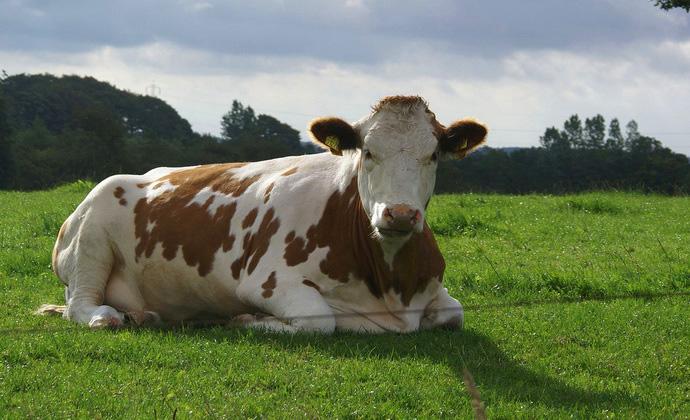 Интересные факты о коровах Cow-fact