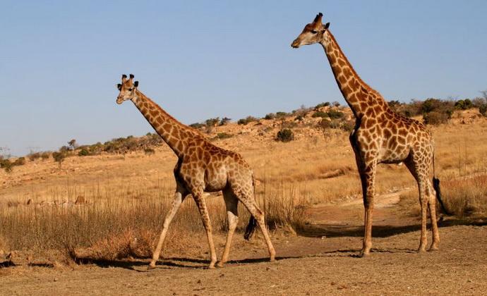 Интересные факты о жирафах Giraffe-fact