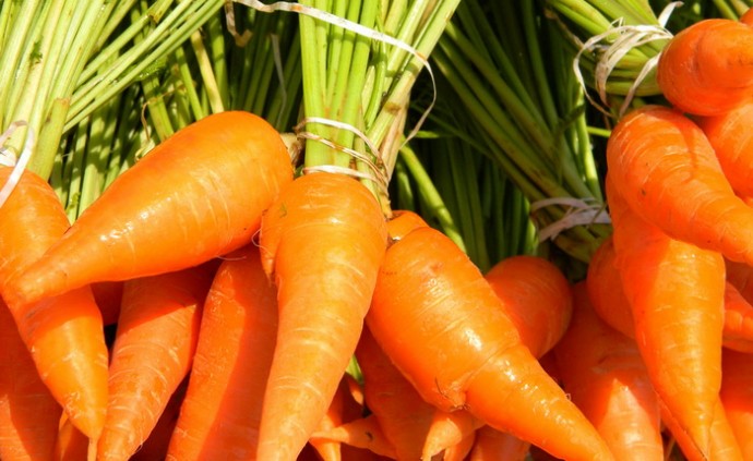 фото "морковь"