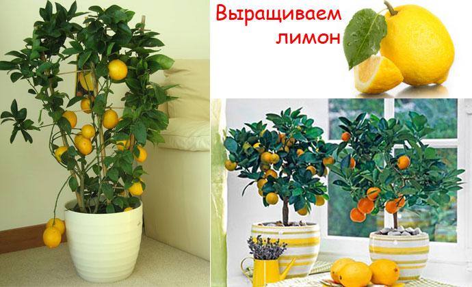 в каких условиях ростет лимонное дерево в майнкрафт #1