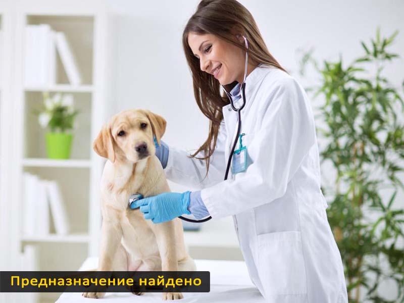 Девушка ветеринар лечит собаку