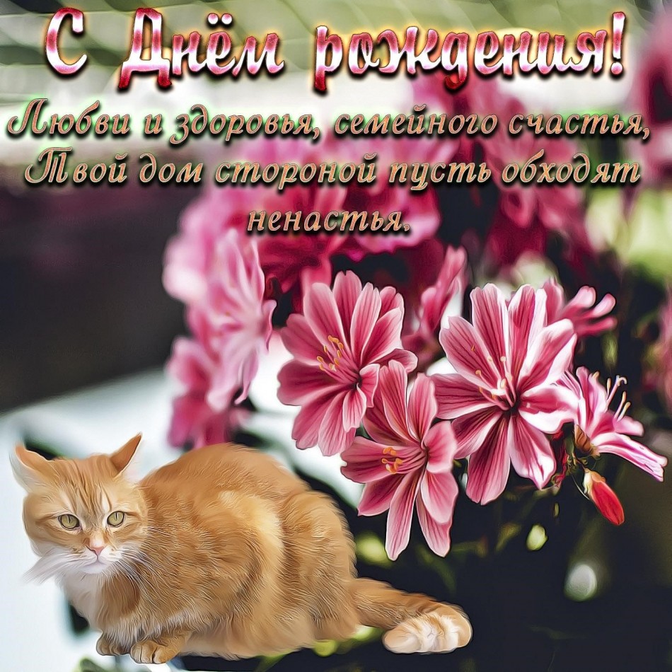 Картинка с котиком и цветочками для женщины
