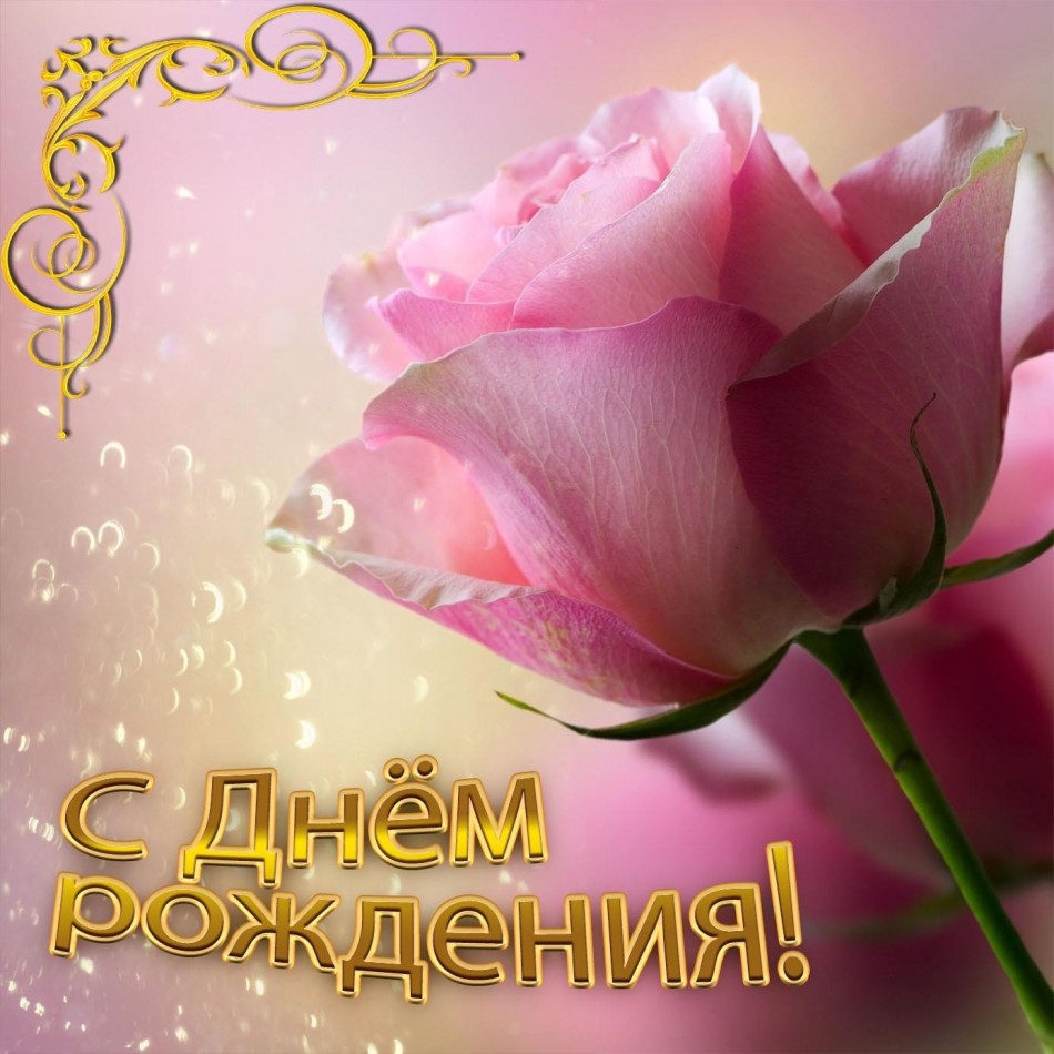 Красивая открытка с нежной розой
